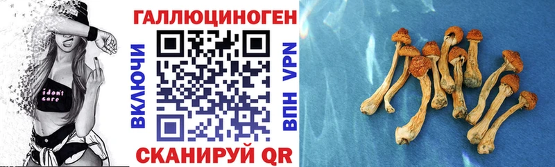 это клад  Чердынь  Псилоцибиновые грибы Psilocybe 